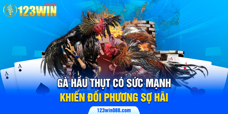 Gà hầu thụt có sức mạnh khiến đối phương sợ hãi