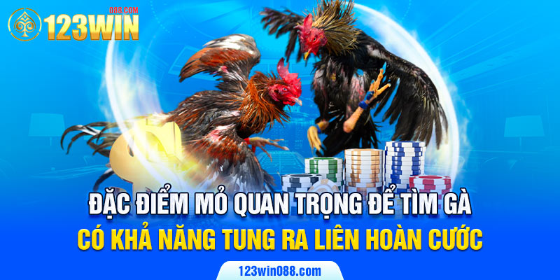 Đặc điểm mỏ quan trọng để tìm gà có khả năng tung ra liên hoàn cước