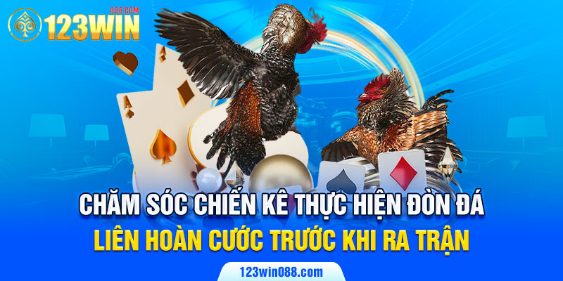 Chăm sóc chiến kê thực hiện đòn đá liên hoàn cước trước khi ra trận