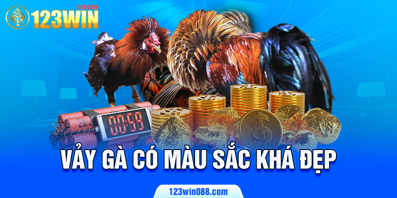 Vảy gà có màu sắc khá đẹp